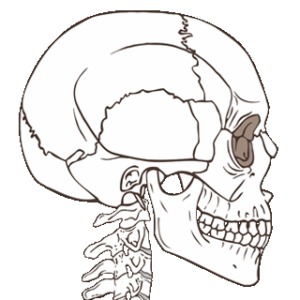 Picture of Maxillofacial System