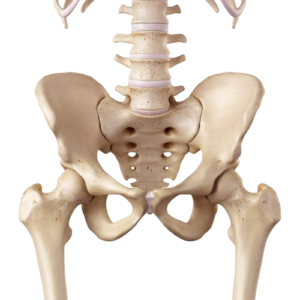 Picture of Hip System